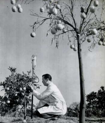 LIFE photo by Loomis Dean (Scan by Comet Over Hollywood)